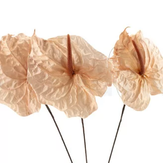 Preserved Anthurium Champagne (x3)