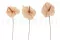 Anthurium stabilis&eacute; Champagne (x3) 9