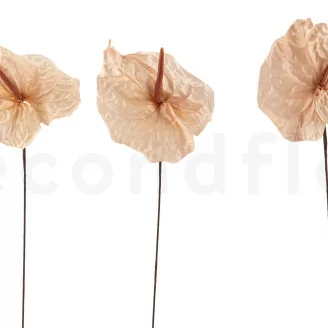 Anthurium stabilizzato Champagne (x3)