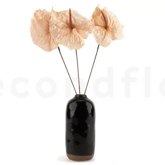 Anthurium stabilis&eacute; Champagne (x3)