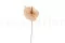 Anthurium stabilis&eacute; Champagne (x3) 11
