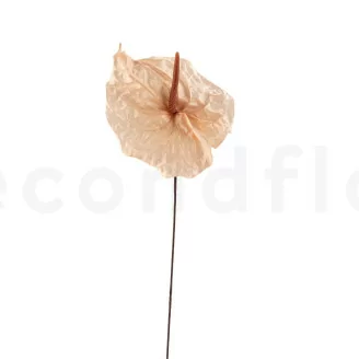 Anthurium stabilis&eacute; Champagne (x3)