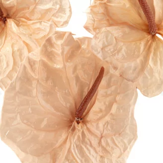 Preserved Anthurium Champagne (x3)