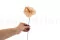 Anthurium stabilizzato Champagne (x3) 5