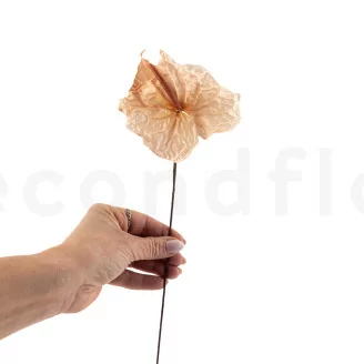 Anthurium stabilis&eacute; Champagne (x3)