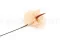 Anthurium stabilizzato Champagne (x3) 12