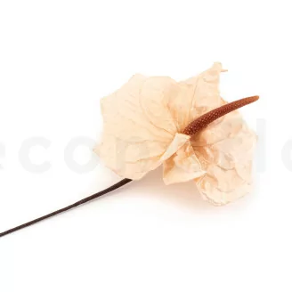 Anthurium stabilis&eacute; Champagne (x3)