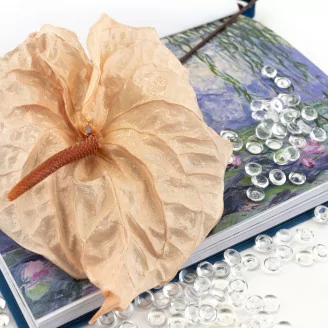 Anthurium stabilis&eacute; Champagne (x3)