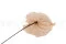 Anthurium stabilizzato Champagne (x3) 7