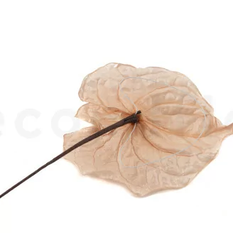 Anthurium stabilis&eacute; Champagne (x3)