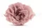 Rose Majolica stabilis&eacute;e Vieux rose (x6) 2