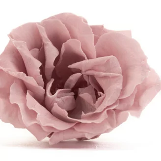 Rose Majolica stabilis&eacute;e Vieux rose (x6)