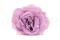Preserved Majolica Rose Lilac (x6) 2