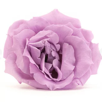 Rosa Majolica stabilizzata Lilla (x6)