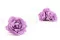 Rose Majolica stabilis&eacute;e Lilas (x6) 6