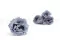 Rose Majolica stabilis&eacute;e Bleu (x6) 6