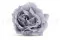 Rosa Majolica stabilizzata Blu (x6) 2