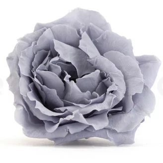 Rosa Majolica stabilizzata Blu (x6)