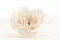 Rosa Majolica preservada Blanco (x6) 2