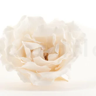 Rose Majolica stabilis&eacute;e Blanc (x6)
