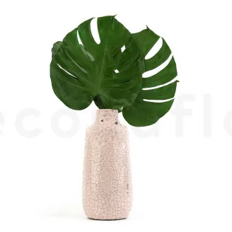 Foglia di Monstera stabilizzata (x3)