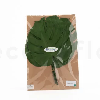 Foglia di Monstera stabilizzata (x3)