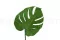 Feuille de Monstera stabilis&eacute;e (x3) 4