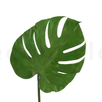 Hoja de Monstera preservada (x3)