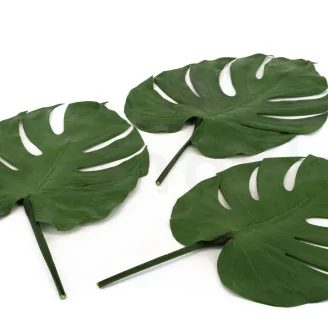 Preserved Monstera Leaf (x3)