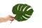 Konserviertes Monstera-Blatt (x3) 2