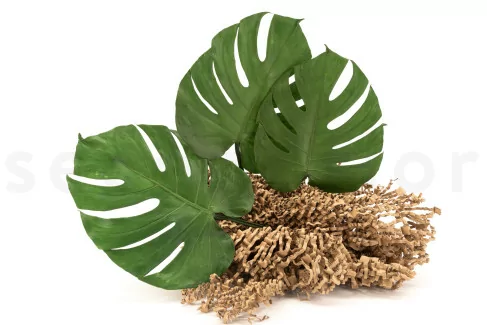 Konserviertes Monstera-Blatt (x3)