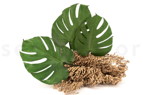 Preserved Monstera Leaves - Set of 3 Leaves