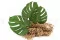 Preserved Monstera Leaf (x3) 1