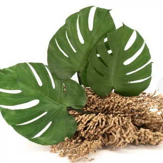 Feuille de Monstera stabilis&eacute;e (x3)