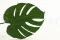 Foglia di Monstera stabilizzata (x3) 6