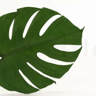 Preserved Monstera Leaf (x3)
