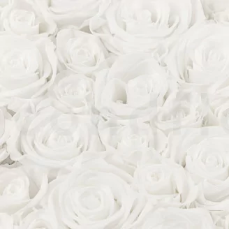 Square Box of preserved Roses White (Size M)