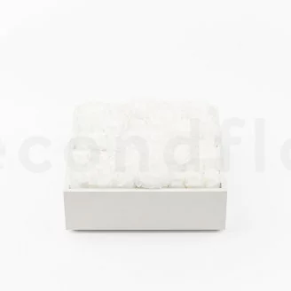 Square Box of preserved Roses White (Size L)