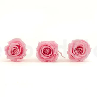 Rosa stabilizzata XL Bridal Pink - Grande formato (x432)