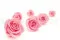 Rose stabilis&eacute;e XL Bridal Pink - Vrac (x432) 3