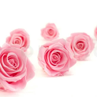 Rosa stabilizzata XL Bridal Pink - Grande formato (x432)