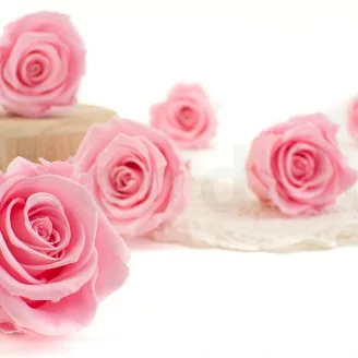 Rosa stabilizzata XL Bridal Pink - Grande formato (x432)
