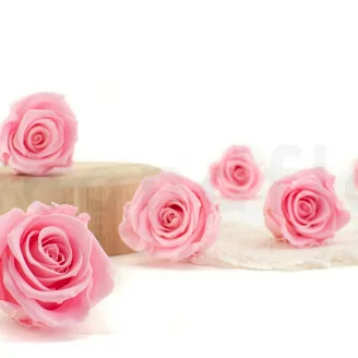 Rosa stabilizzata XL Bridal Pink - Grande formato (x432)