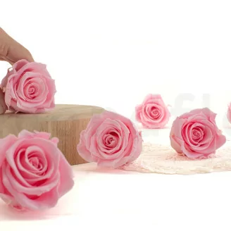 Rosa preservada XL Bridal Pink - Granel (x432)