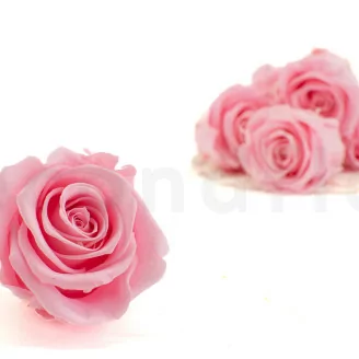 Rosa stabilizzata XL Bridal Pink - Grande formato (x432)