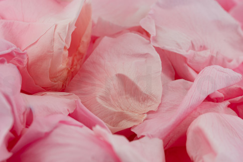 Konservierte Rosenbl&auml;ttern Kiara - Bridal Pink