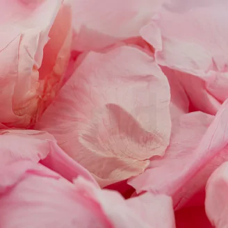 P&eacute;tales de Rose stabilis&eacute;s Rose