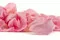 Preserved Rose Petals Pink 5