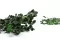 Preserved Boxwood 7