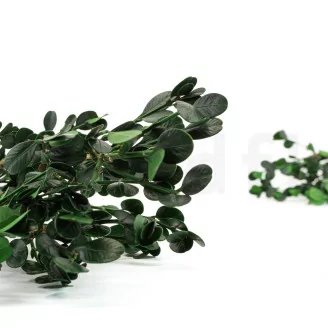 Preserved Boxwood